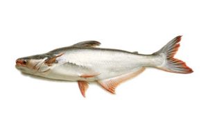 Ayer Fish 1.5 Kg