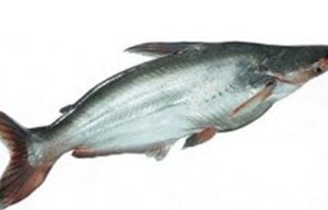 Ayer fish 4 Kg