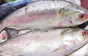 Bangladeshi Padma Hilsha 1.5Kg