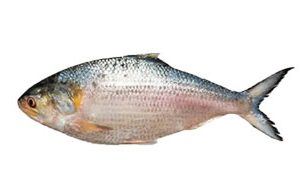 Padma Hilsha 1.5 Kg
