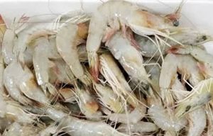 Medium Whole Prawns 1Kg