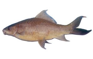 Kalibaush