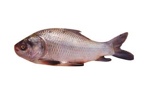 Katla 4 Kg