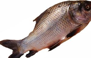 Katla 6 Kg