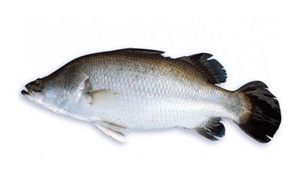 Koral 3 Kg