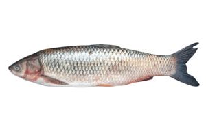 Mrigel 3 Kg