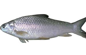 Mrigel 4 Kg
