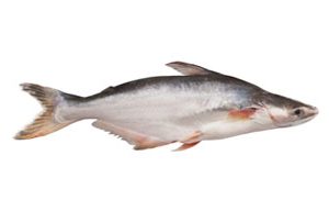 Pangash 4 Kg