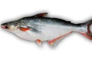 Pangash 5 Kg