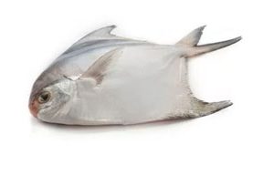Pomfret 800 gm