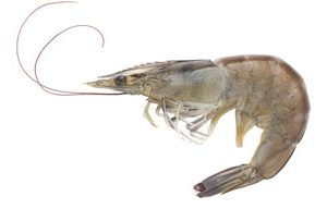 Raw shrimp Headon