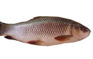 Rohu 5 Kg