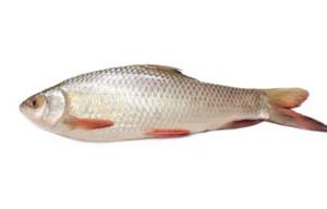 Rohu 2 Kg