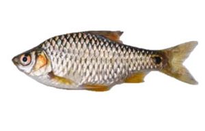 Shorputi Whole 1.2Kg